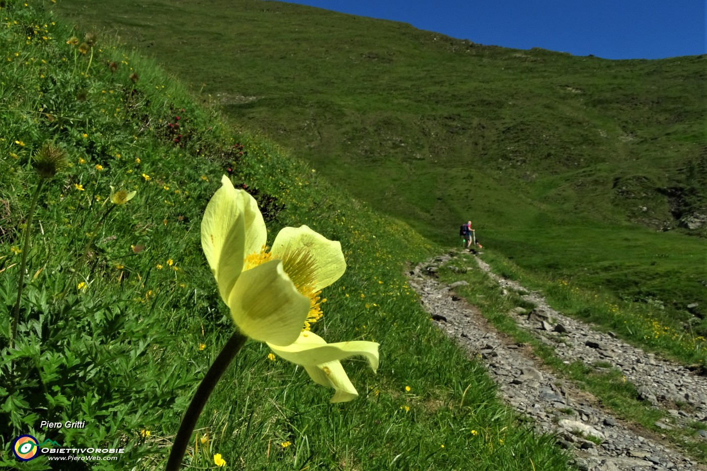 23 Pulsatilla alpina sulfurea.JPG